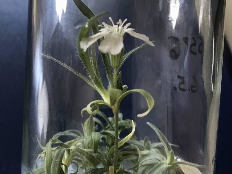 Scientists have managed to revive a plant from the Pleistocene in their vials! This guy is 32,000 years old.