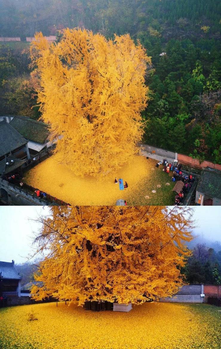 1400 year old Ginkgo Tree.