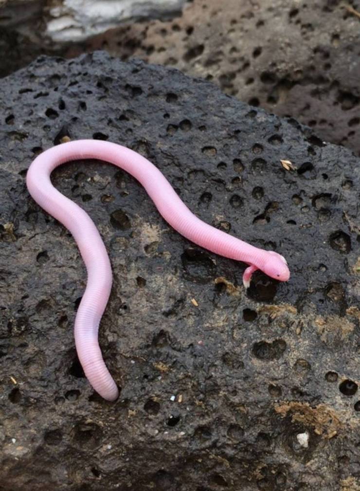 "Bipes Biporus, the mexican mole lizard, is so rare that it's almost mythical