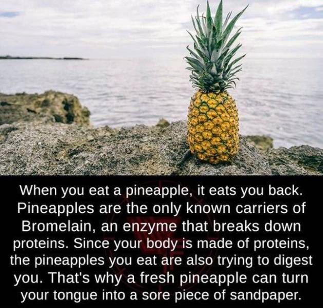 When you eat a pineapple, it eats you back. Pineapples are the only known carriers of Bromelain, an enzyme that breaks down proteins. Since your body is made of proteins, the pineapples you eat are also trying to digest you. That's why a fresh pineapple…
