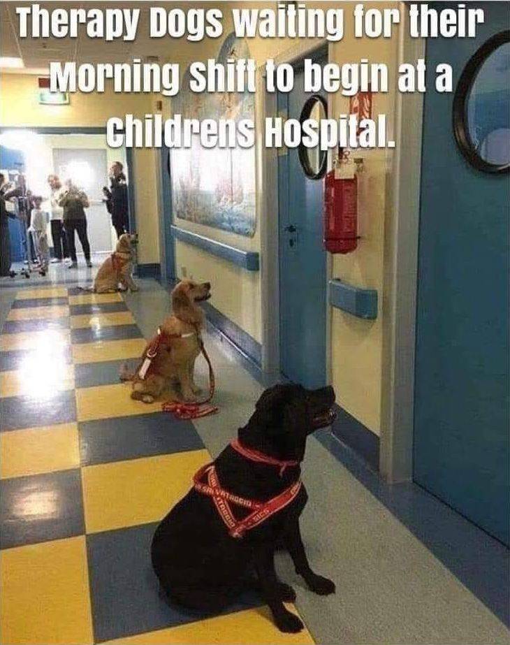 therapy dogs italy - Therapy Dogs waiting for their Morning shift to begin at a childrens Hospital. Sri Viac Tos