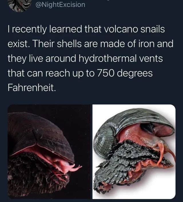 jaw - I recently learned that volcano snails exist. Their shells are made of iron and they live around hydrothermal vents that can reach up to 750 degrees Fahrenheit.