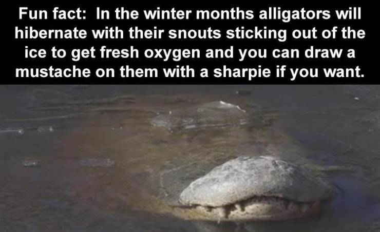 fauna - Fun fact In the winter months alligators will hibernate with their snouts sticking out of the ice to get fresh oxygen and you can draw a mustache on them with a sharpie if you want.