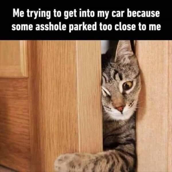 door cat - Me trying to get into my car because some asshole parked too close to me