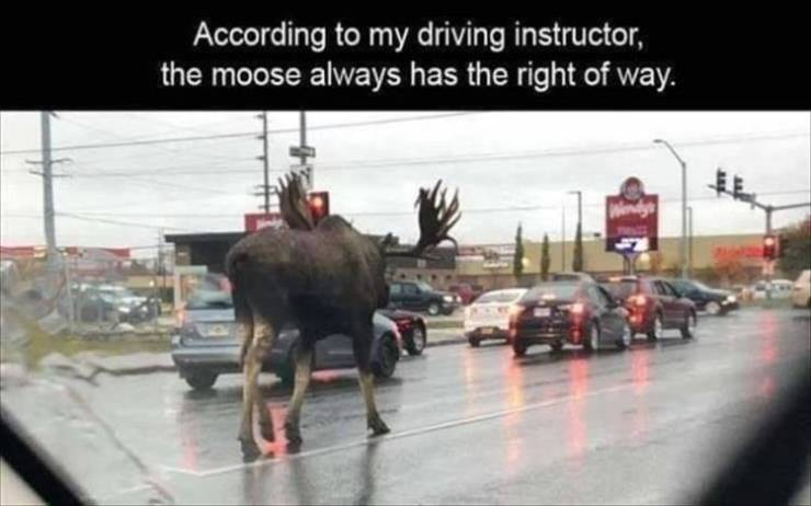 funny traffic memes - According to my driving instructor, the moose always has the right of way.