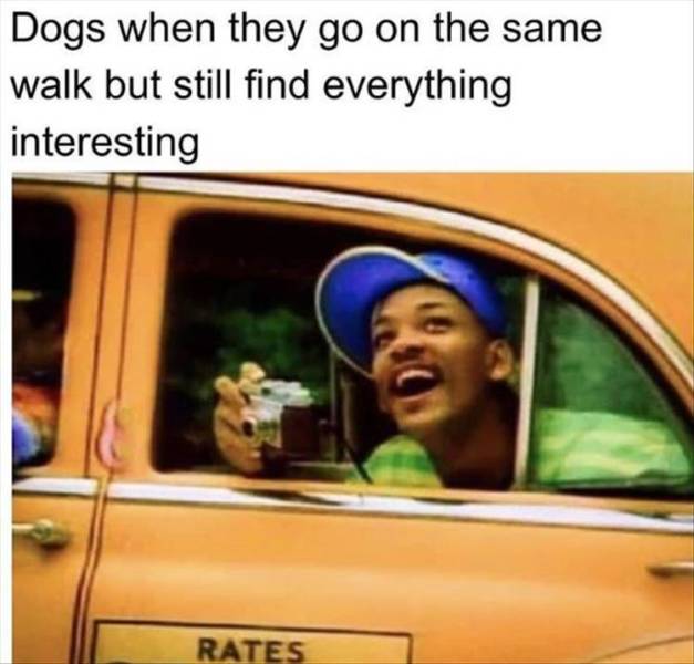 will smith meme fresh prince - Dogs when they go on the same walk but still find everything interesting Rates