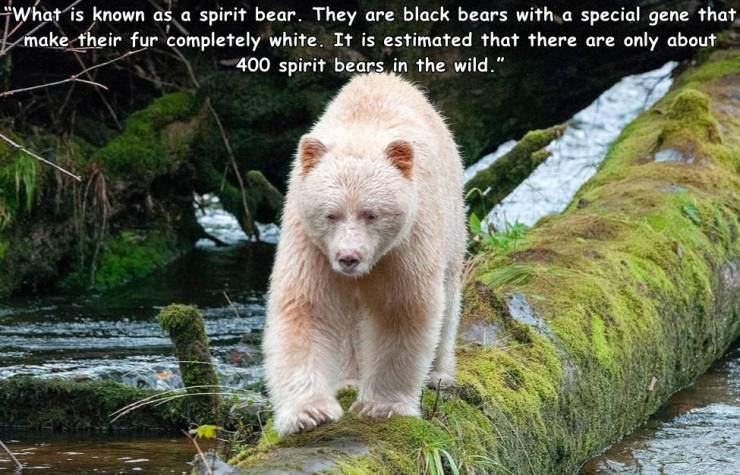 fauna - "What is known as a spirit bear. They are black bears with a special gene that make their fur completely white. It is estimated that there are only about 400 spirit bears in the wild."