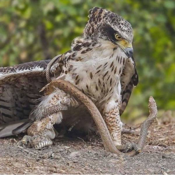 cool pics - eagle and snake fighting