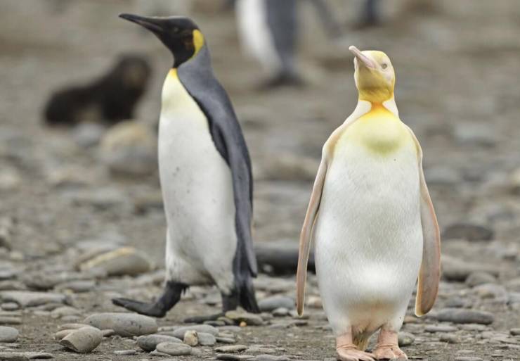cool pics - king penguin gold yellow