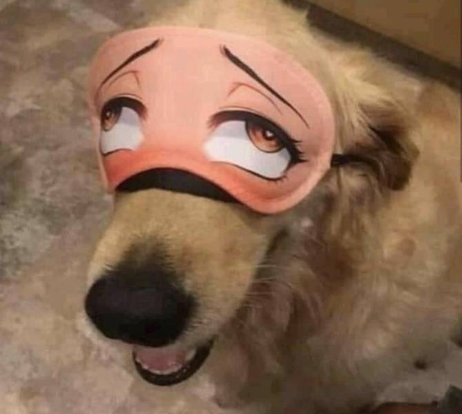 cool pics - dog with ahegao mask
