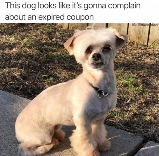 dog karen - This dog looks it's gonna complain about an expired coupon Ig dave
