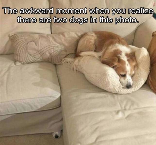 doggo memes - The awkward moment when you realize there are two dogs in this photo.