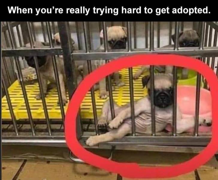 pug making sure he gets picked - When you're really trying hard to get adopted.