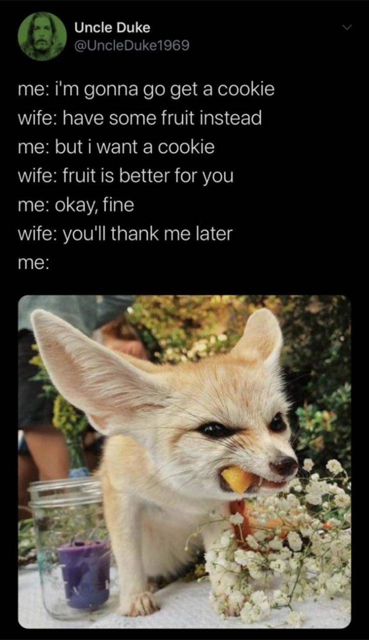 facts about fennec foxes - Uncle Duke me i'm gonna go get a cookie wife have some fruit instead me but i want a cookie wife fruit is better for you me okay, fine wife you'll thank me later me