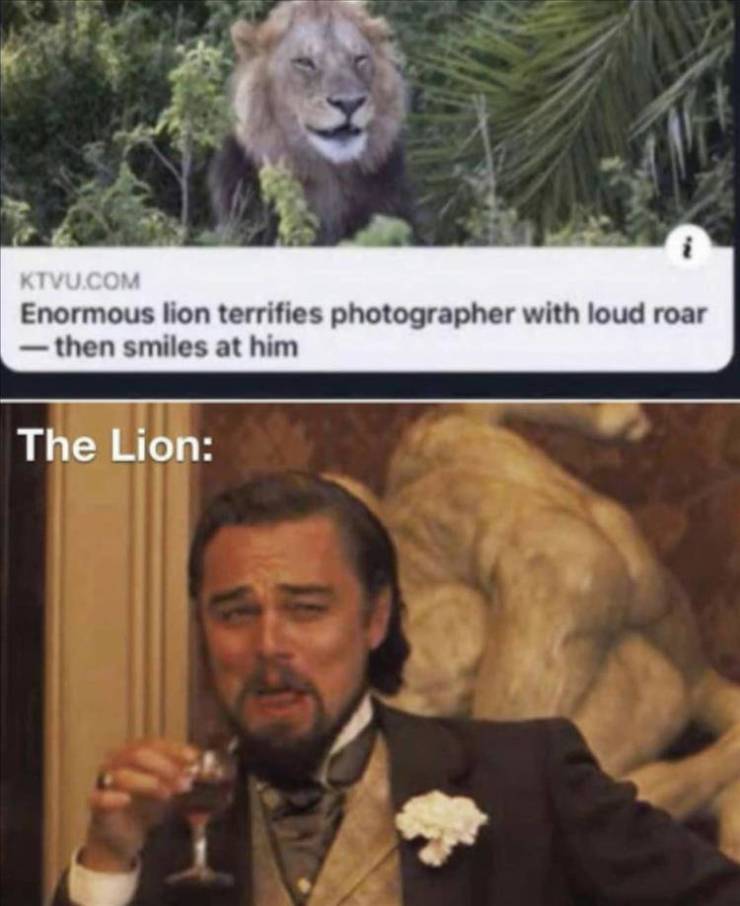 kotlc memes - Ktvu.Com Enormous lion terrifies photographer with loud roar then smiles at him The Lion
