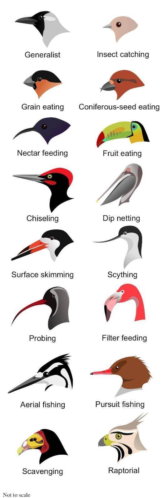 types of bird beaks - Generalist Insect catching Grain eating Coniferousseed eating Nectar feeding Fruit eating Chiseling Dip netting Surface skimming Scything Probing Filter feeding Aerial fishing Pursuit fishing Scavenging Raptorial Not to scale