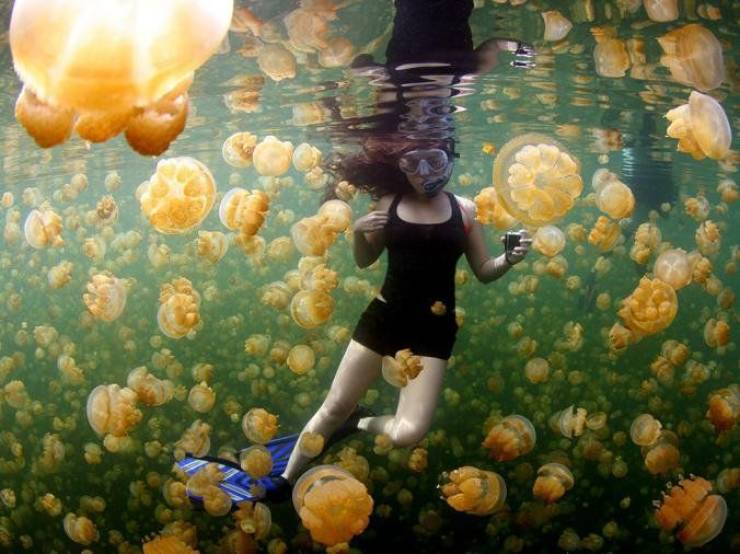 palau jellyfish lake - Win