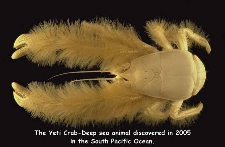 yeti crab - The Yeti CrabDeep sea animal discovered in 2005 in the South Pacific Ocean.