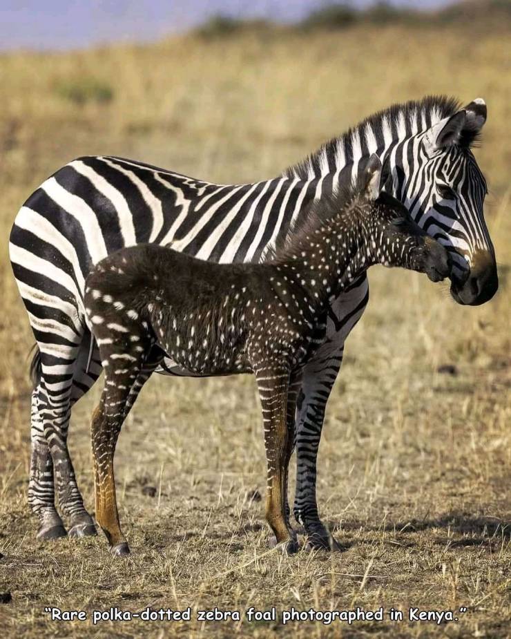 cool random pics - Zebra - "Rare polkadotted zebra foal photographed in Kenya.".
