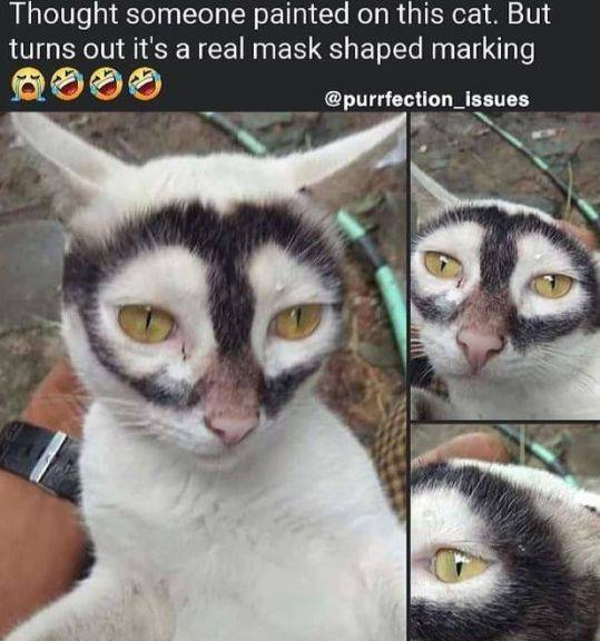 cool random pics - Cat - Thought someone painted on this cat. But turns out it's a real mask shaped marking