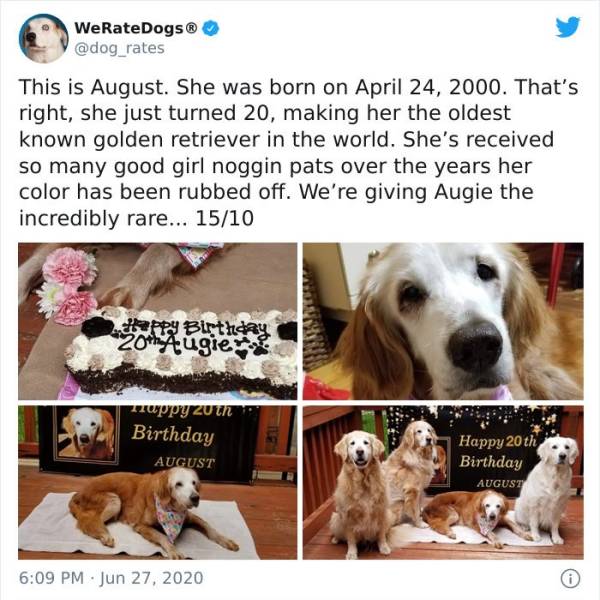 we rate dogs birthday - WeRateDogs This is August. She was born on . That's right, she just turned 20, making her the oldest known golden retriever in the world. She's received so many good girl noggin pats over the years her color has been rubbed off. We
