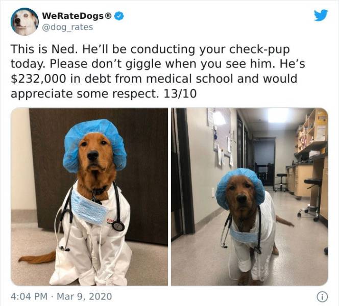 dog - WeRateDogs rates This is Ned. He'll be conducting your checkpup today. Please don't giggle when you see him. He's $232,000 in debt from medical school and would appreciate some respect. 1310 0