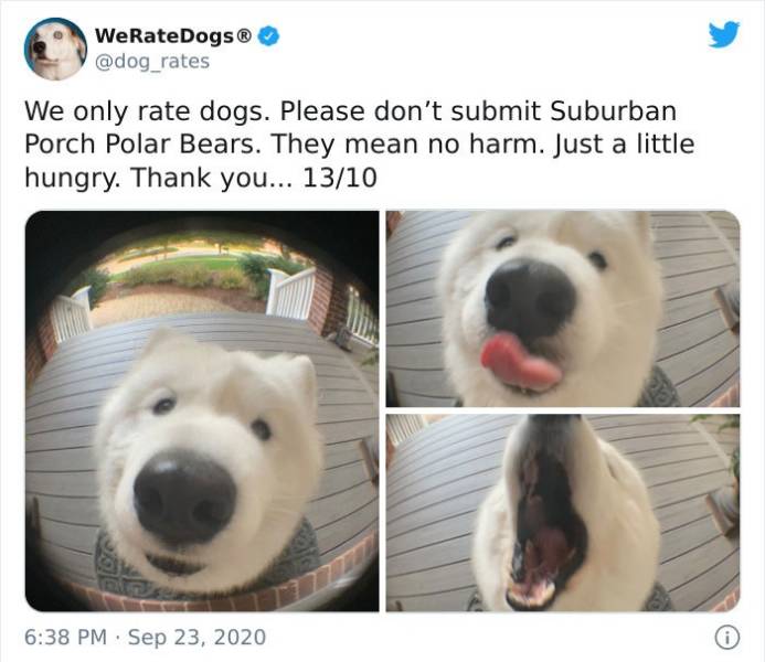 polar bear - WeRateDogs We only rate dogs. Please don't submit Suburban Porch Polar Bears. They mean no harm. Just a little hungry. Thank you... 1310