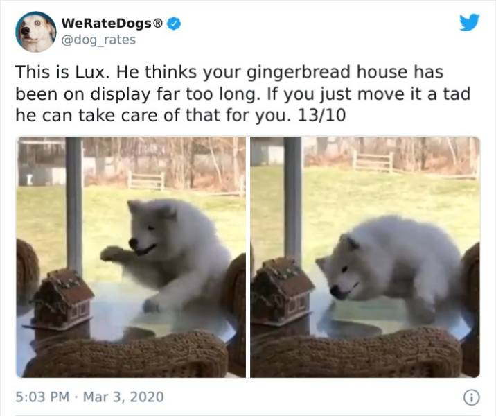 dog - WeRateDogs This is Lux. He thinks your gingerbread house has been on display far too long. If you just move it a tad he can take care of that for you. 1310