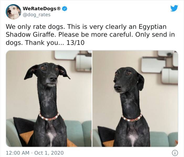italian greyhound - WeRateDogs rates We only rate dogs. This is very clearly an Egyptian Shadow Giraffe. Please be more careful. Only send in dogs. Thank you... 1310