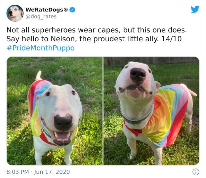 walter the dog pride - WeRateDogs Not all superheroes wear capes, but this one does. Say hello to Nelson, the proudest little ally. 1410 MonthPuppo