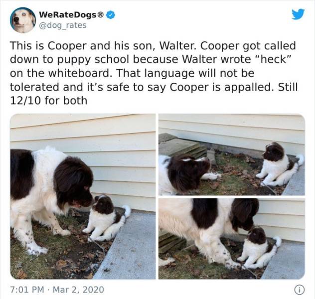 dog - WeRateDogs This is Cooper and his son, Walter. Cooper got called down to puppy school because Walter wrote "heck" on the whiteboard. That language will not be tolerated and it's safe to say Cooper is appalled. Still 1210 for both