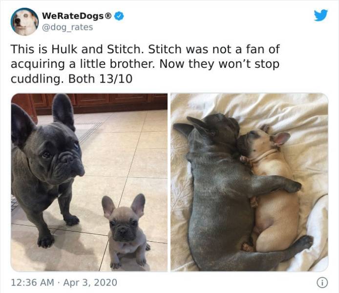 dog - WeRateDogs This is Hulk and Stitch. Stitch was not a fan of acquiring a little brother. Now they won't stop cuddling. Both 1310