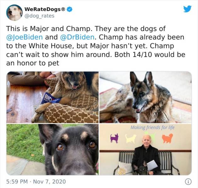 biden dogs - WeRateDogs This is Major and Champ. They are the dogs of and . Champ has already been to the White House, but Major hasn't yet. Champ can't wait to show him around. Both 1410 would be an honor to pet Bid Making friends for life .