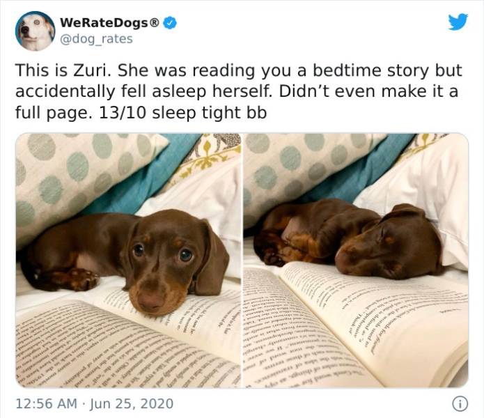 dog - WeRateDogs This is Zuri. She was reading you a bedtime story but accidentally fell asleep herself. Didn't even make it a full page. 1310 sleep tight bb www. Wed for