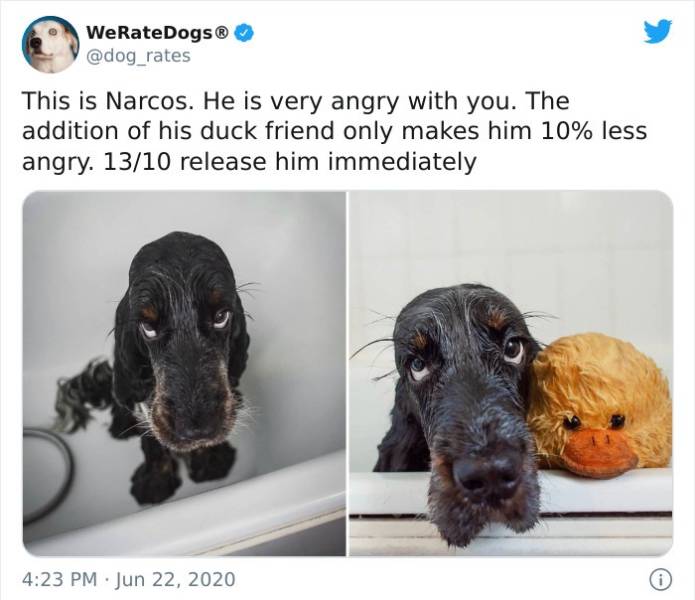dog - WeRateDogs This is Narcos. He is very angry with you. The addition of his duck friend only makes him 10% less angry. 1310 release him immediately