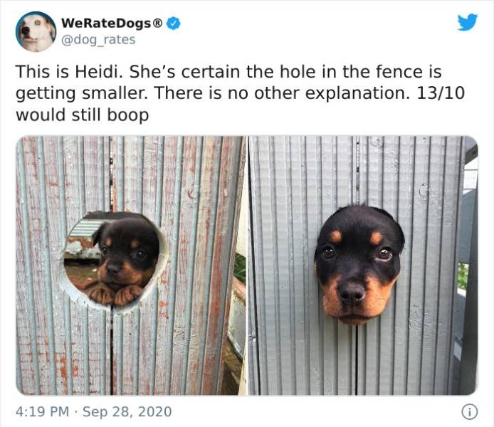 dog - WeRateDogs This is Heidi. She's certain the hole in the fence is getting smaller. There is no other explanation. 1310 would still boop