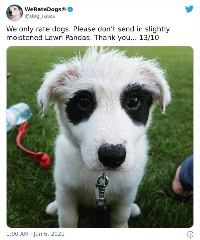 photo caption - WeRateDogs We only rate dogs. Please don't send in slightly moistened Lawn Pandas. Thank you... 1310