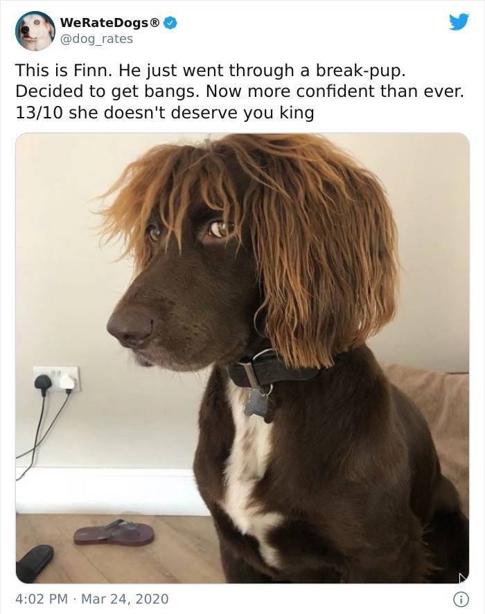 haircut lockdown funny quotes - WeRateDogs This is Finn. He just went through a breakpup. Decided to get bangs. Now more confident than ever. 1310 she doesn't deserve you king