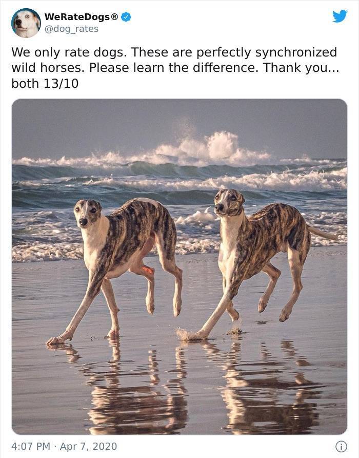 dog - WeRateDogs We only rate dogs. These are perfectly synchronized wild horses. Please learn the difference. Thank you... both 1310 win