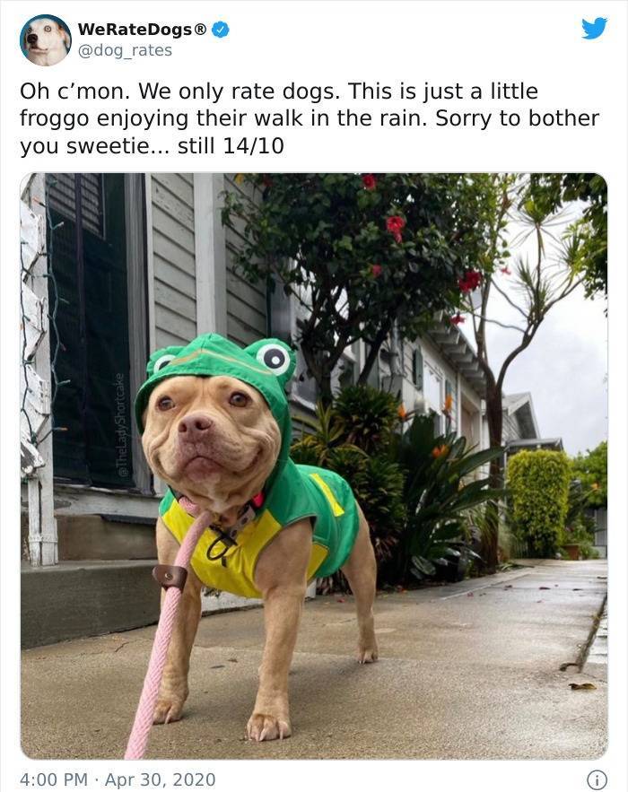 dog - WeRateDogs Oh c'mon. We only rate dogs. This is just a little froggo enjoying their walk in the rain. Sorry to bother you sweetie... still 1410 Shortcake