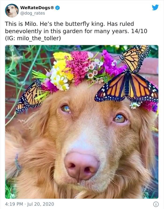 dog with butterflies and flowers - WeRateDogs This is Milo. He's the butterfly king. Has ruled benevolently in this garden for many years. 1410 Ig milo_the_toller 21