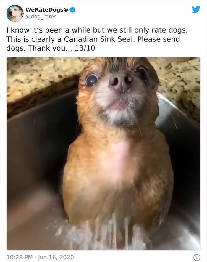 fauna - WeRateDogs I know it's been a while but we still only rate dogs. This is clearly a Canadian Sink Seal. Please send dogs. Thank you... 1310 0