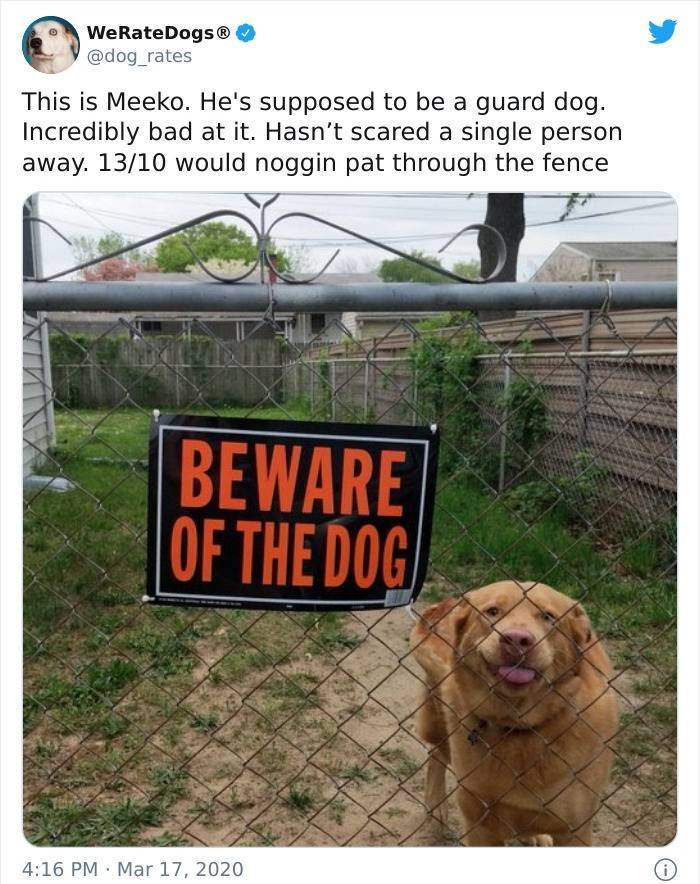beware of the dog sign - WeRateDogs This is Meeko. He's supposed to be a guard dog. Incredibly bad at it. Hasn't scared a single person away. 1310 would noggin pat through the fence Beware | Of The Dog