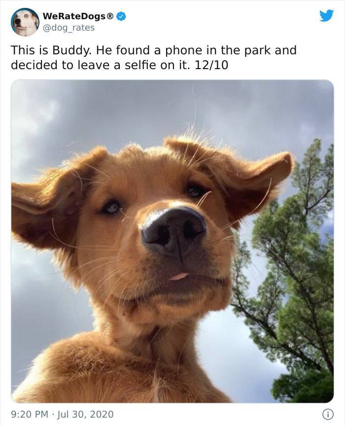 WeRateDogs This is Buddy. He found a phone in the park and decided to leave a selfie on it. 1210