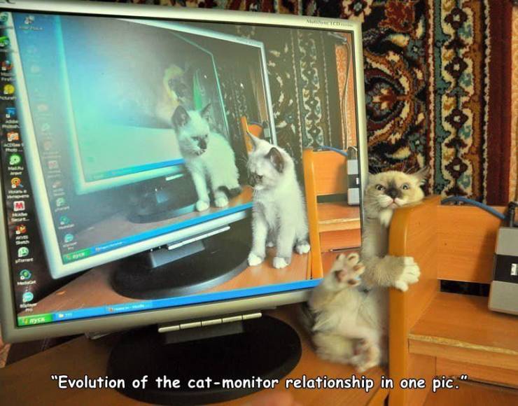 8@14 jaljallal al e}| "Evolution of the catmonitor relationship in one pic."