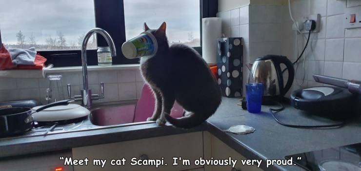 room - "Meet my cat Scampi. I'm obviously very proud."
