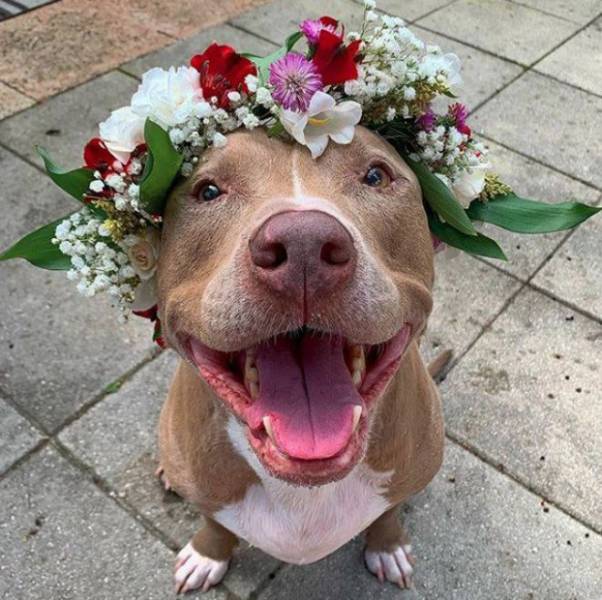 pitbull flower crown