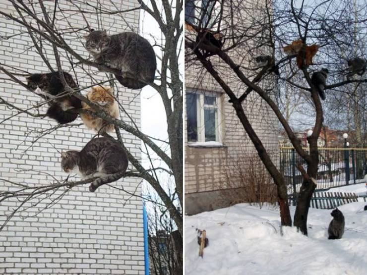 cats grow on trees