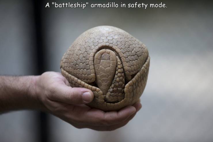 cool pics and random photos - armadillo in defense mode - A "battleship" armadillo in safety mode.