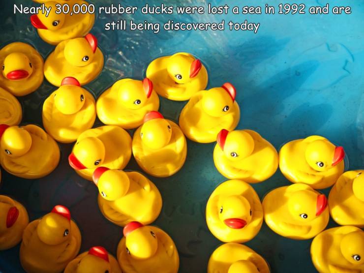 cool pics and random photos - rubber duckys - Nearly 30,000 rubber ducks were lost a sea in 1992 and are still being discovered today o